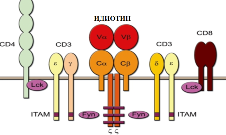 Схематичное изображение Т-клеточного рецептора